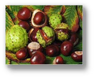 Chestnuts provide food to many forest animals.    Photo Credit:  Stephen Wendt
